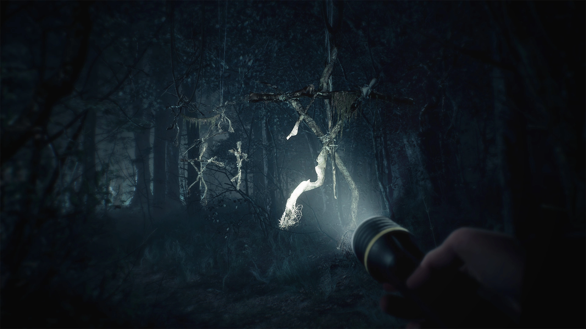 свет на странные конструкции в лесу Blair Witch