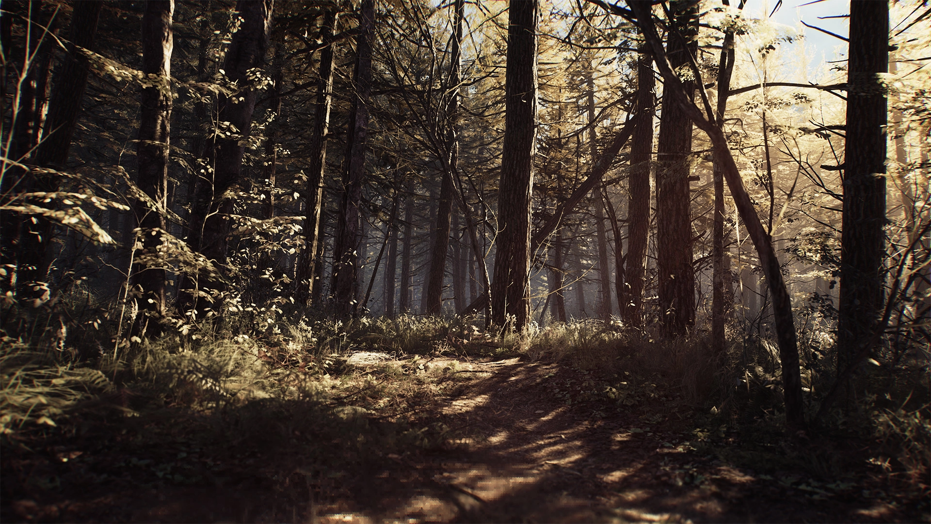 лесной пейзаж Blair Witch